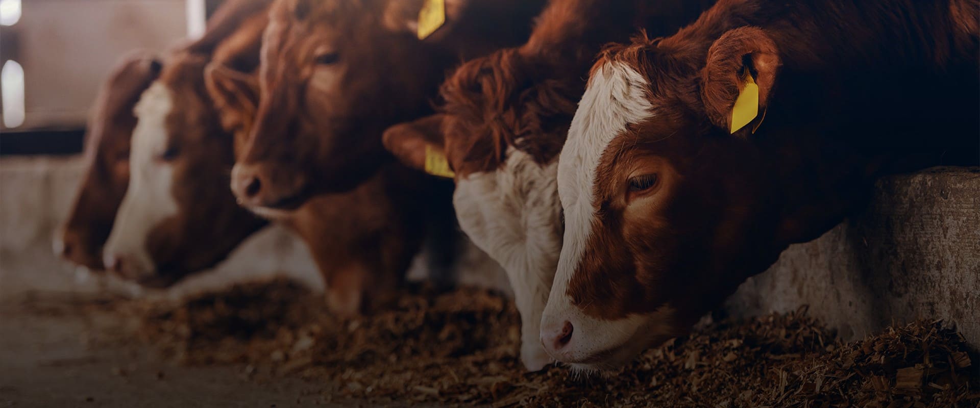 ЧПУП «Метрасалес»